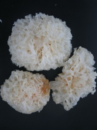 Грибы белые сухие «кораллы» (коробка 13кг/)